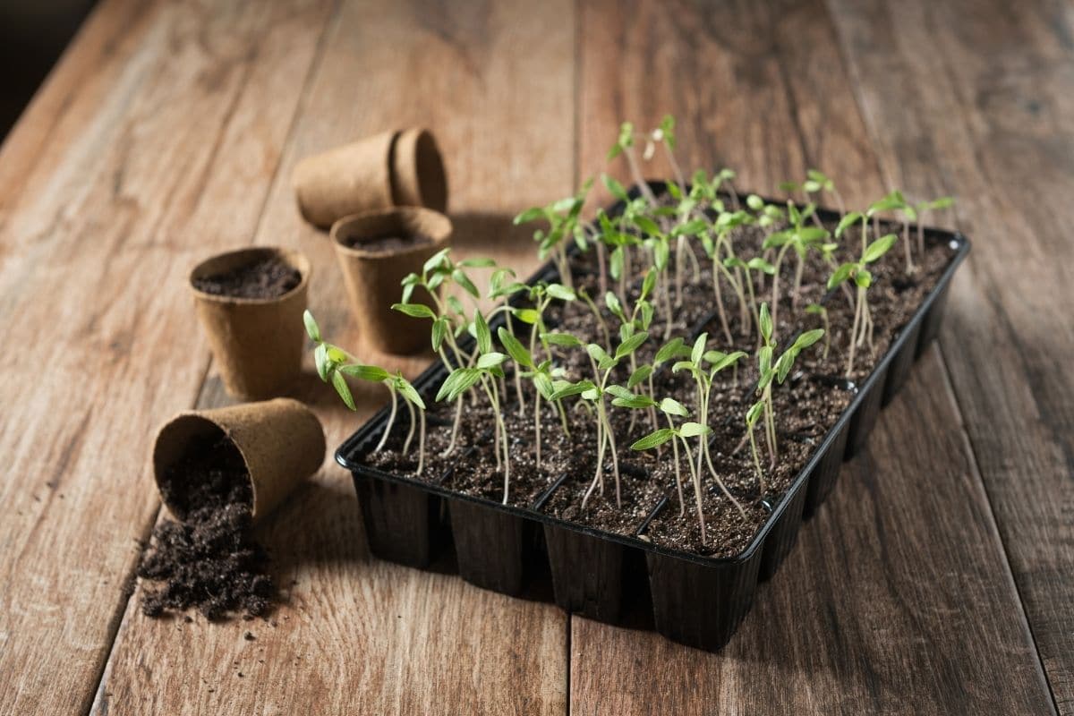 growing seedlings in a container with biodegradable pots beside, indoors