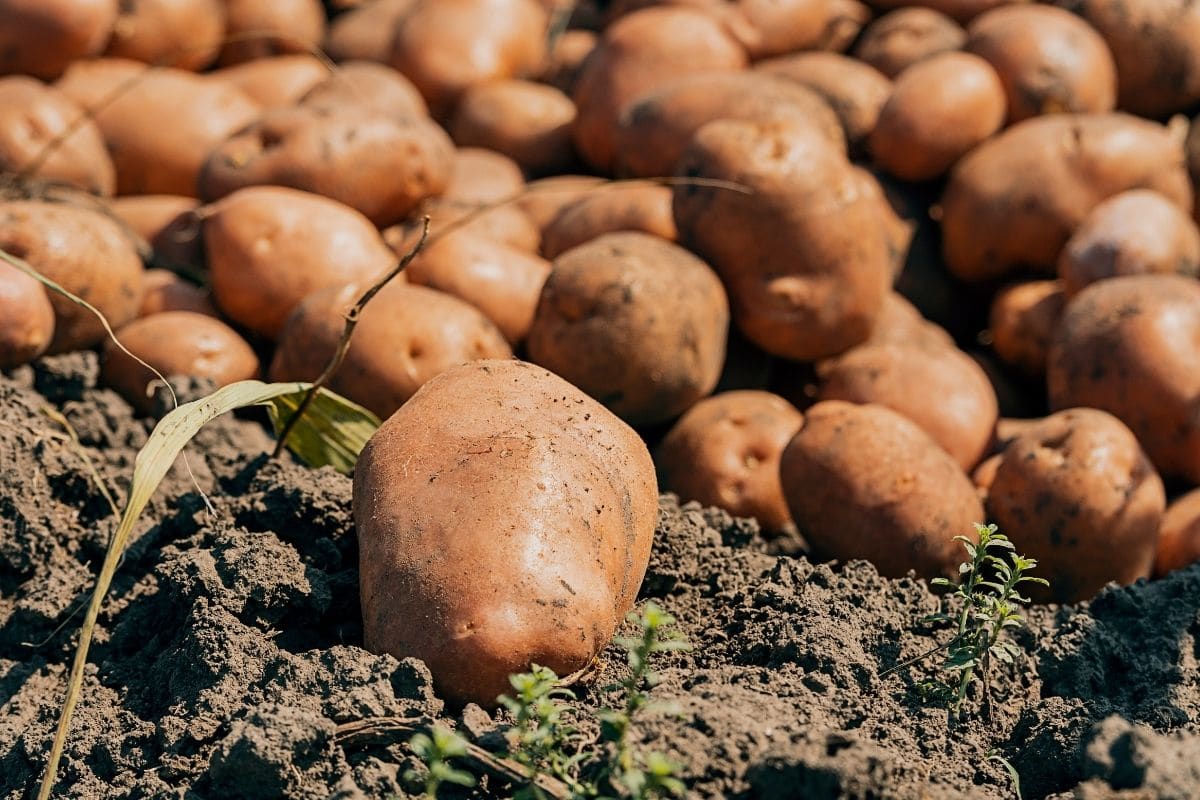 freshly harvested potato piled in the garden ground under the heat of the sun
