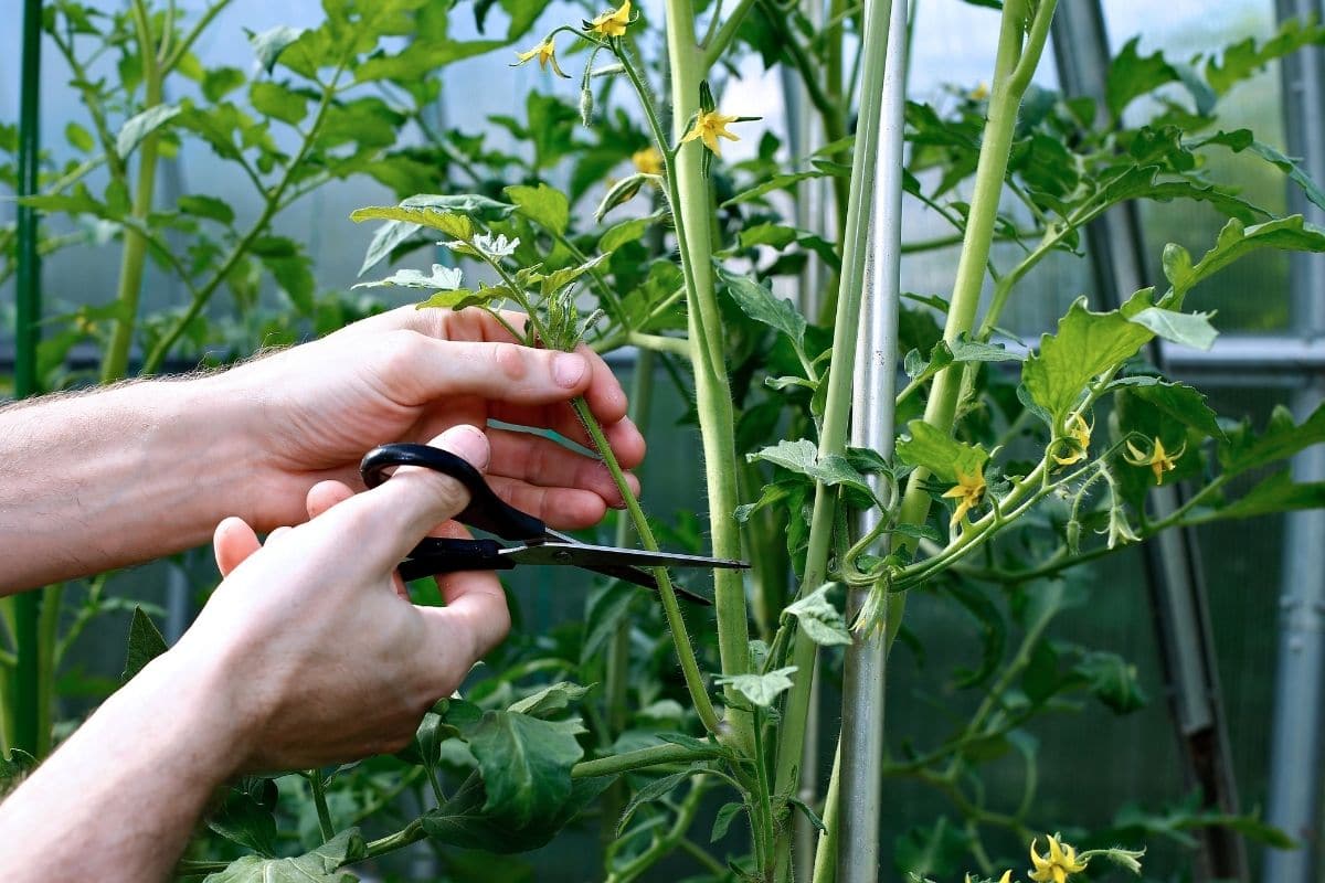 pruning the branch of a tomato