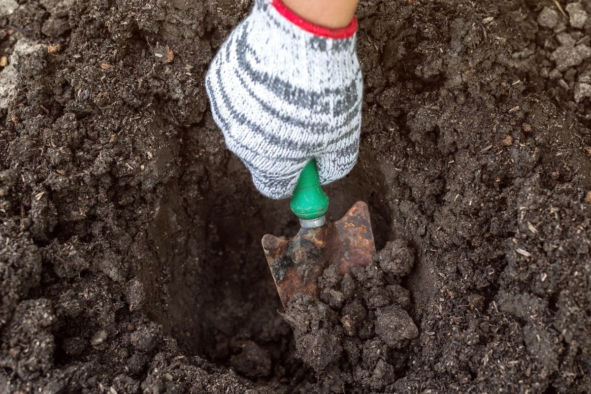 digging a hole in the garden for planting