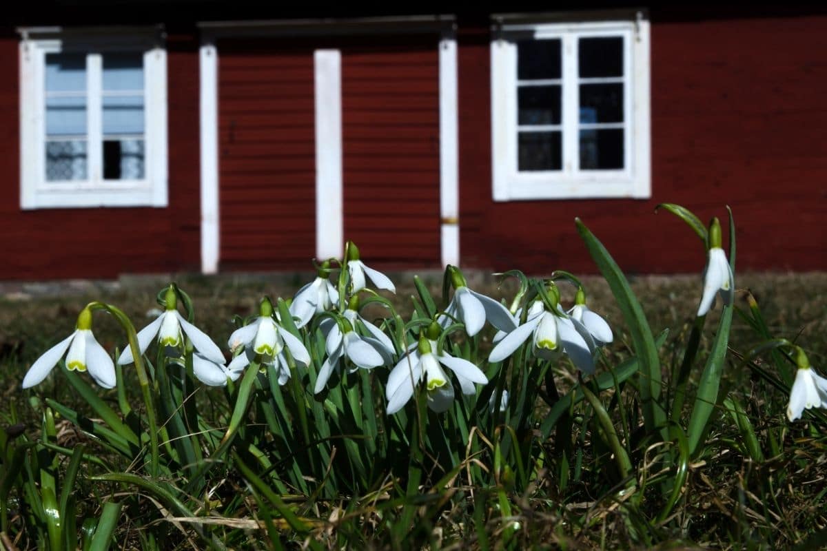 snowdrops flowers in the front yard of a home