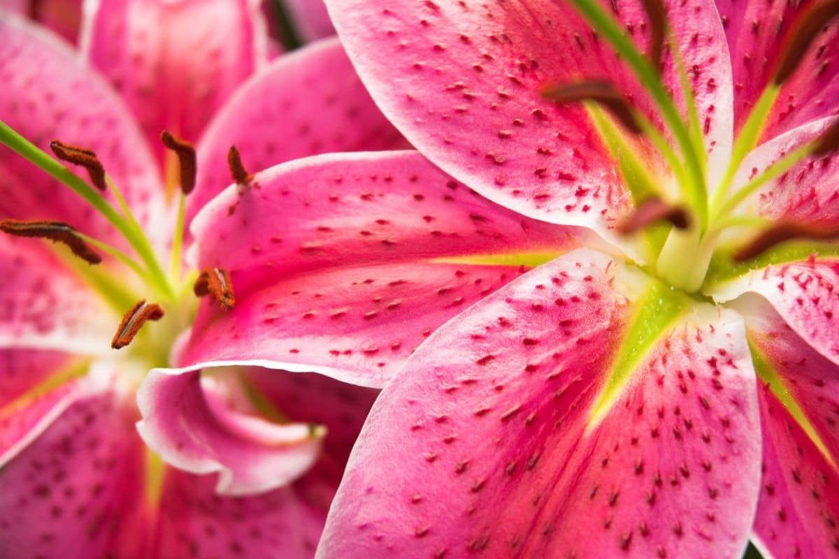 close up of Oriental Lilies