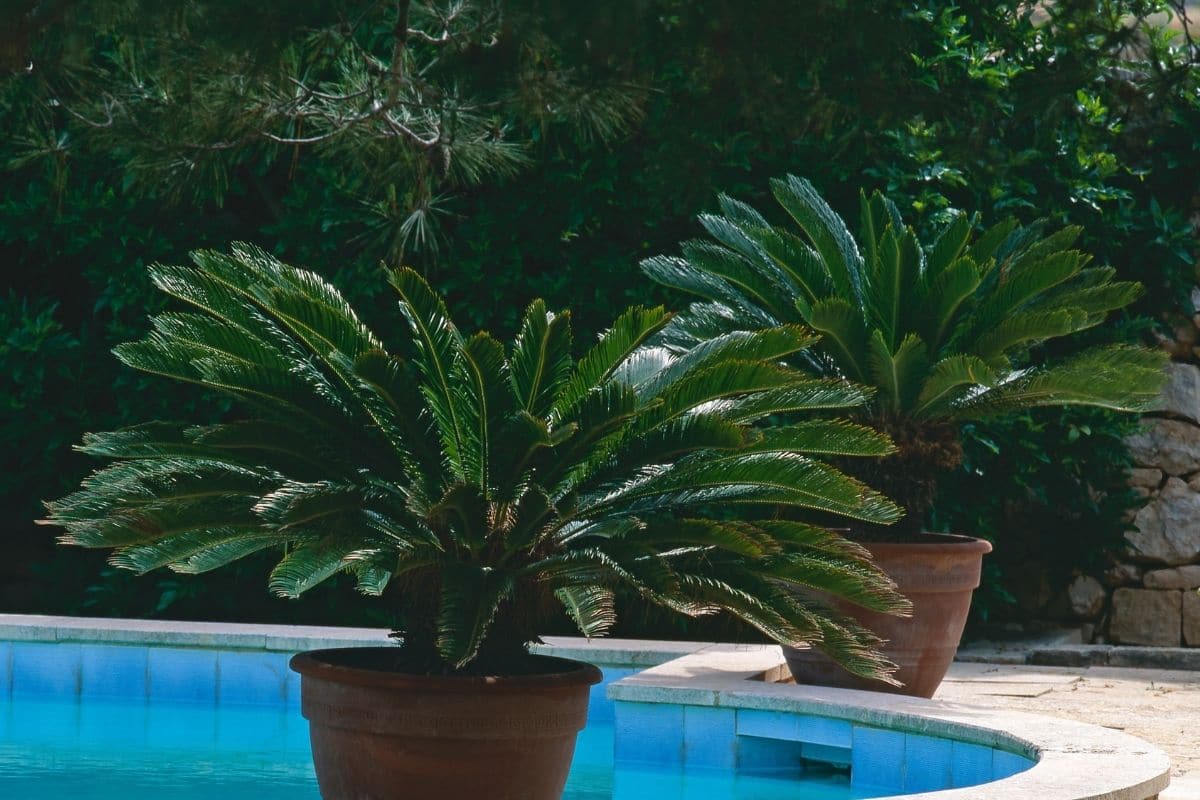 Sago palm with green leaves in a pot beside the pool