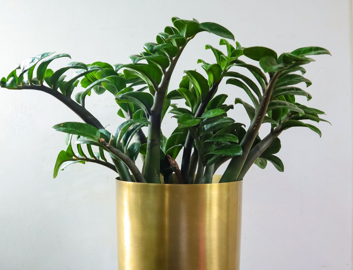 ZZ Plants in a golden stainless steel pot