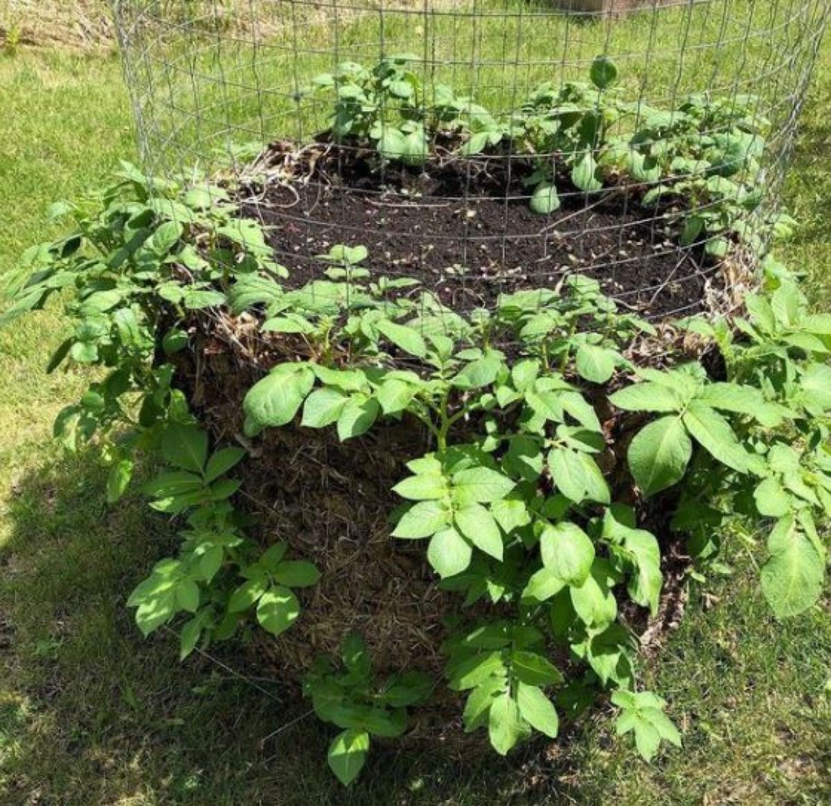 potato tower with growing potato plants with green healthy leaves in the garden