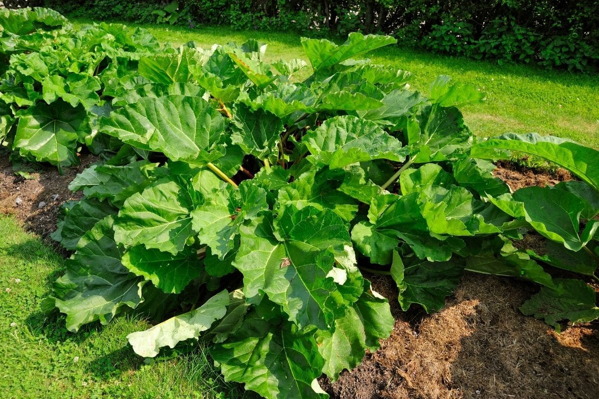 rhubarb plant fully grown with green healthy leaves in the vegetable garden