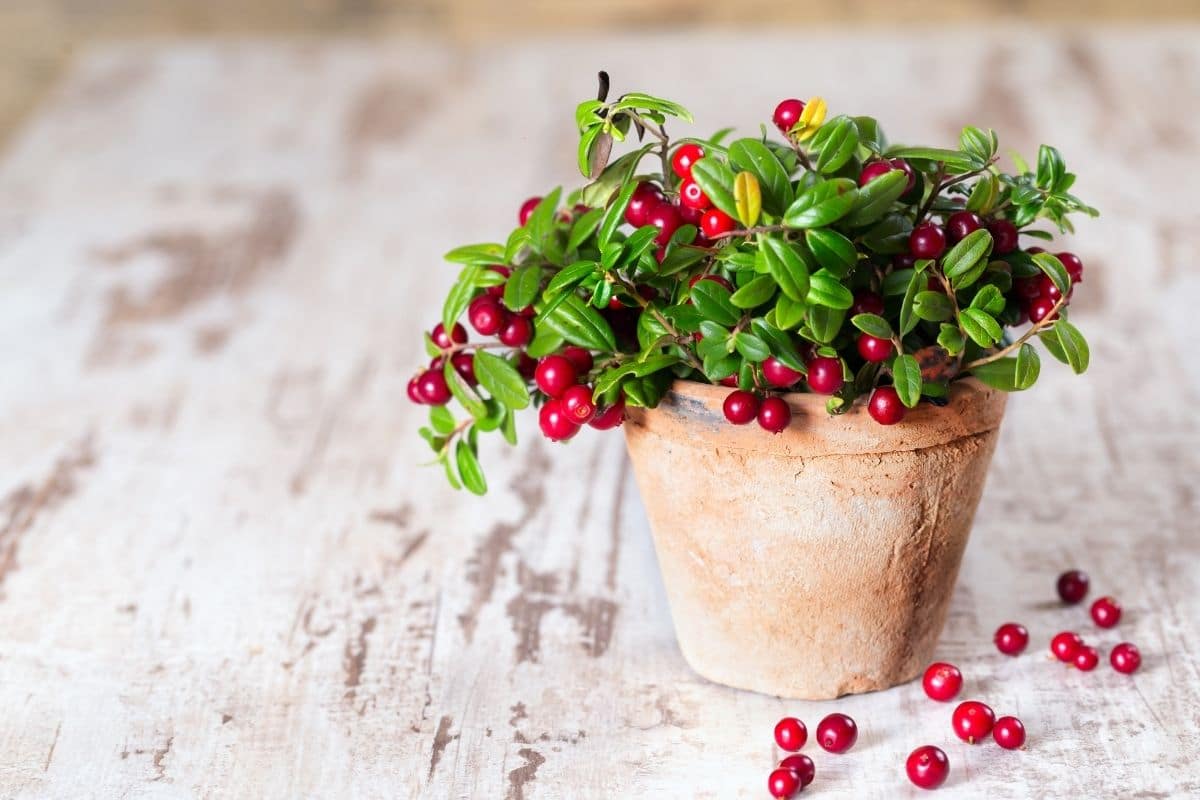 5 in container - 10 Tips for Growing Your Own Delicious Cranberries