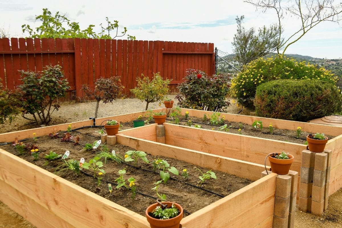 raised gardening bed with vegetable seedlings in the backyard garden