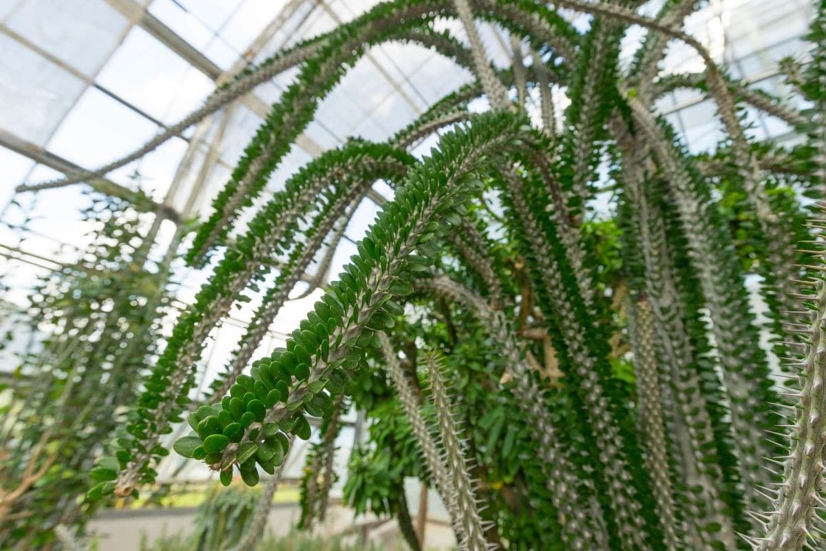 Madagascar ocotillo growing in a the greenhouse