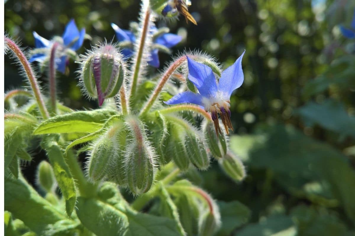 Borage with purple flowers blooming in the vegetable garden
