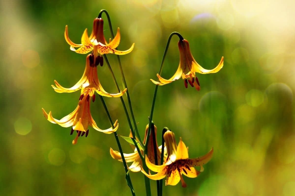 Canada Lilies with a blurred background