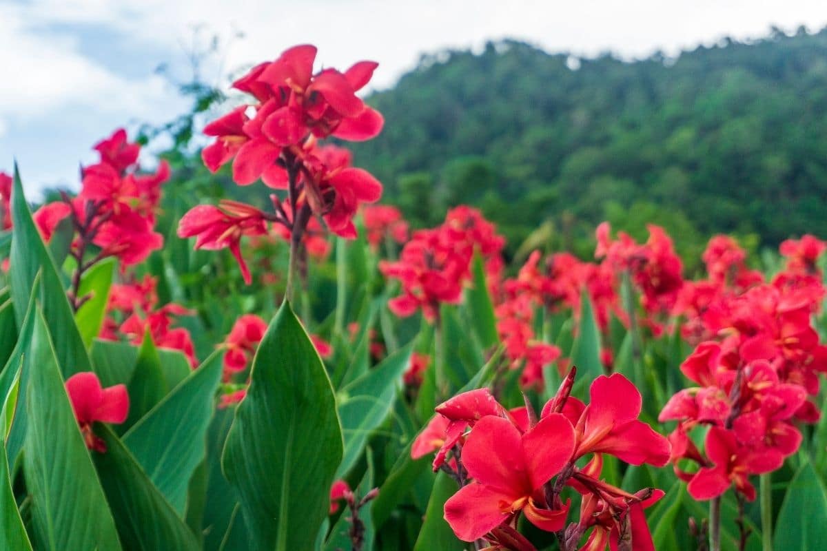 field of canna plant with red foliage in the garden