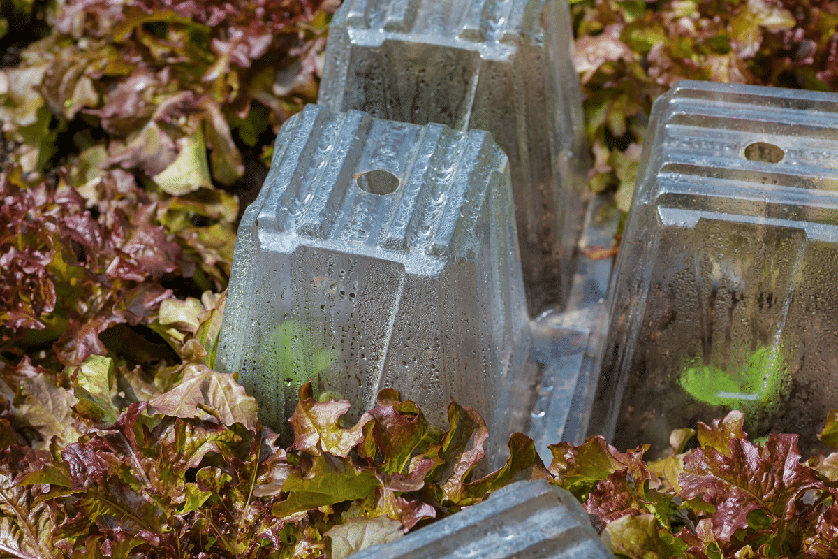 Plastikglocke zum Schutz des Sämlings im Garten