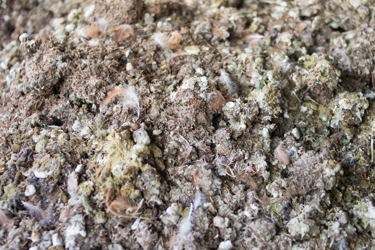 a pile of chicken manure