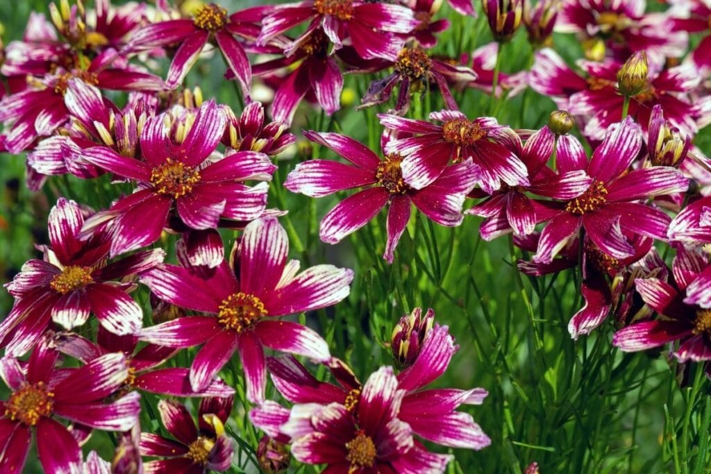 Flowers Less 50 Best Low-Maintenance Flowers to Grow: No Green Thumb Required