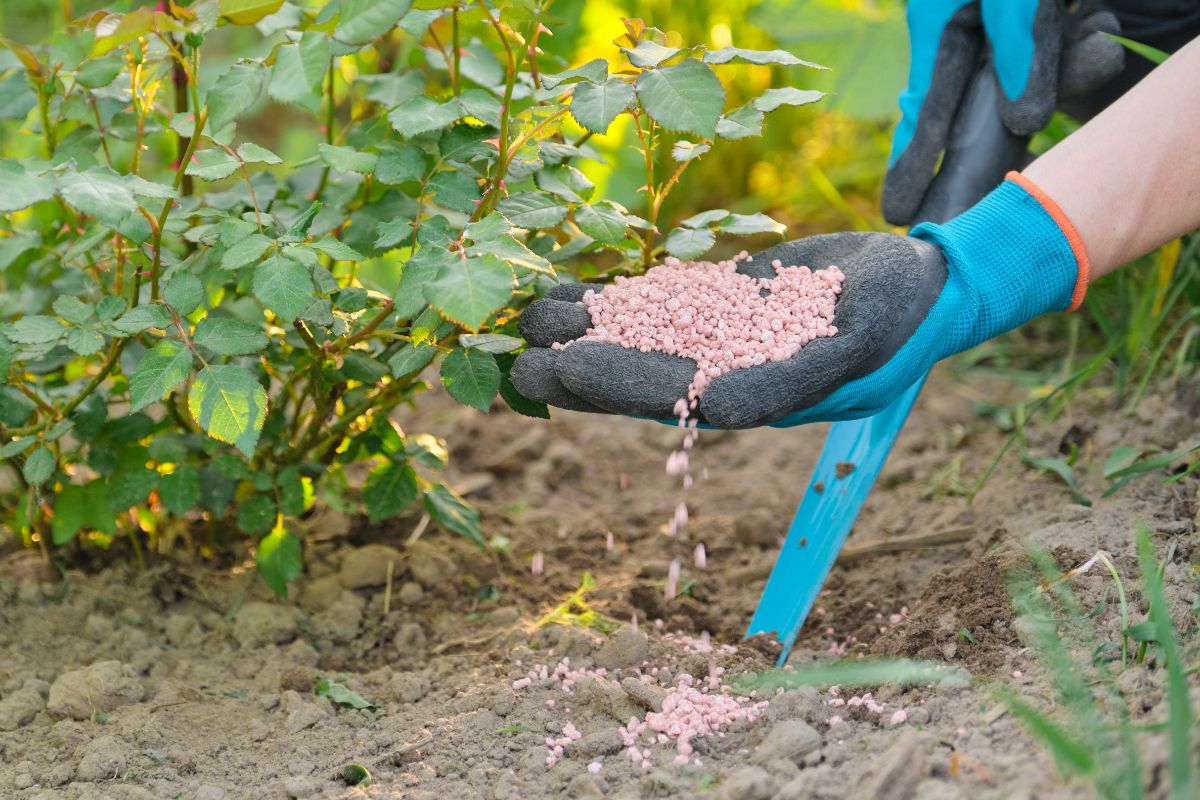 fertilizer in hands of the gardener