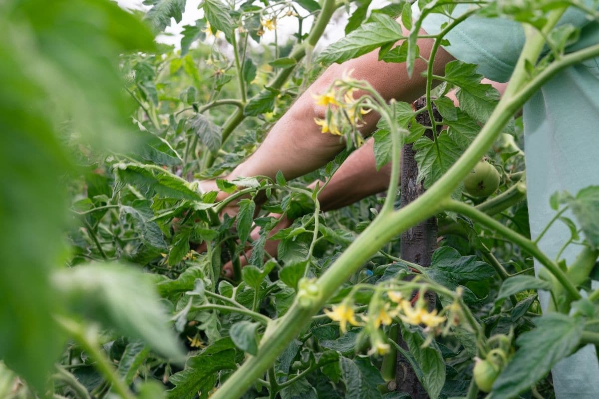Äste der Tomatenpflanze im Garten beschneiden