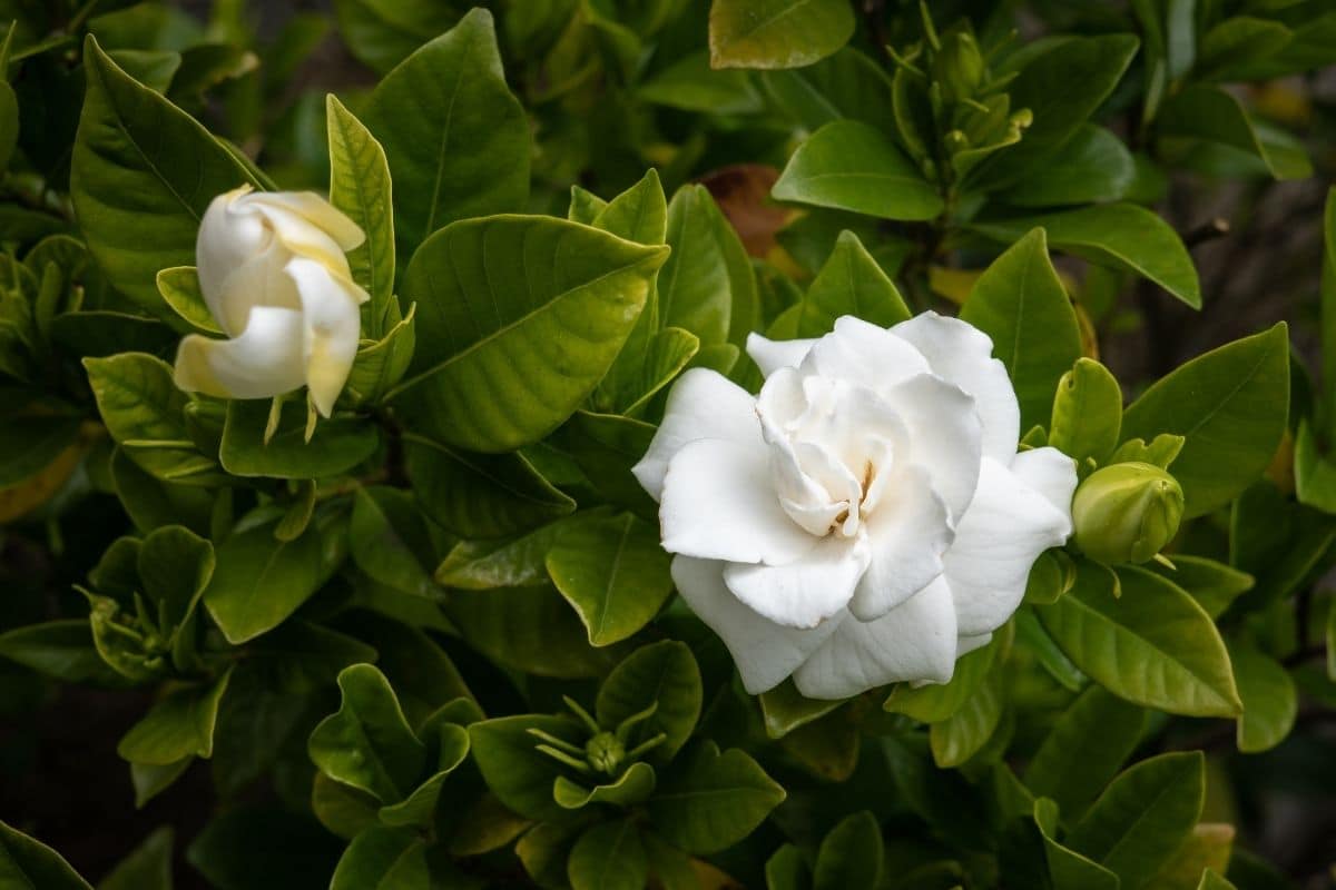 weiße Gardenienblumen, die im Garten blühen