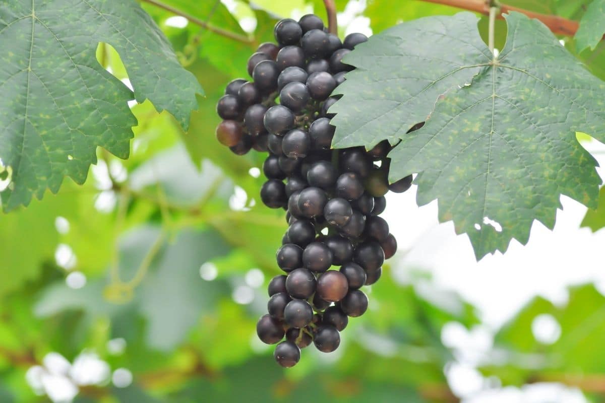 ripe grapes hanging from a tree in the garden