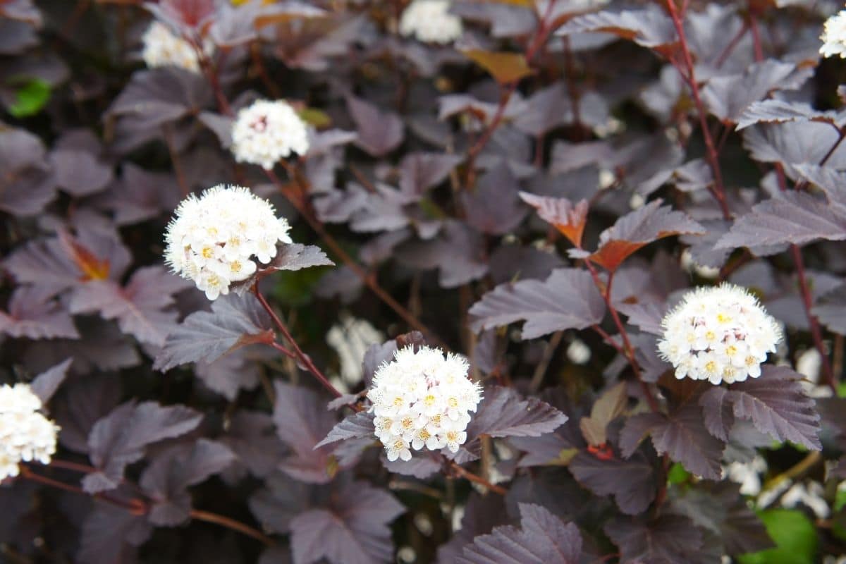 Ninebark oder Dolichos lablab, mit dunkelviolettem Laub mit weiß blühenden Blumen im Garten