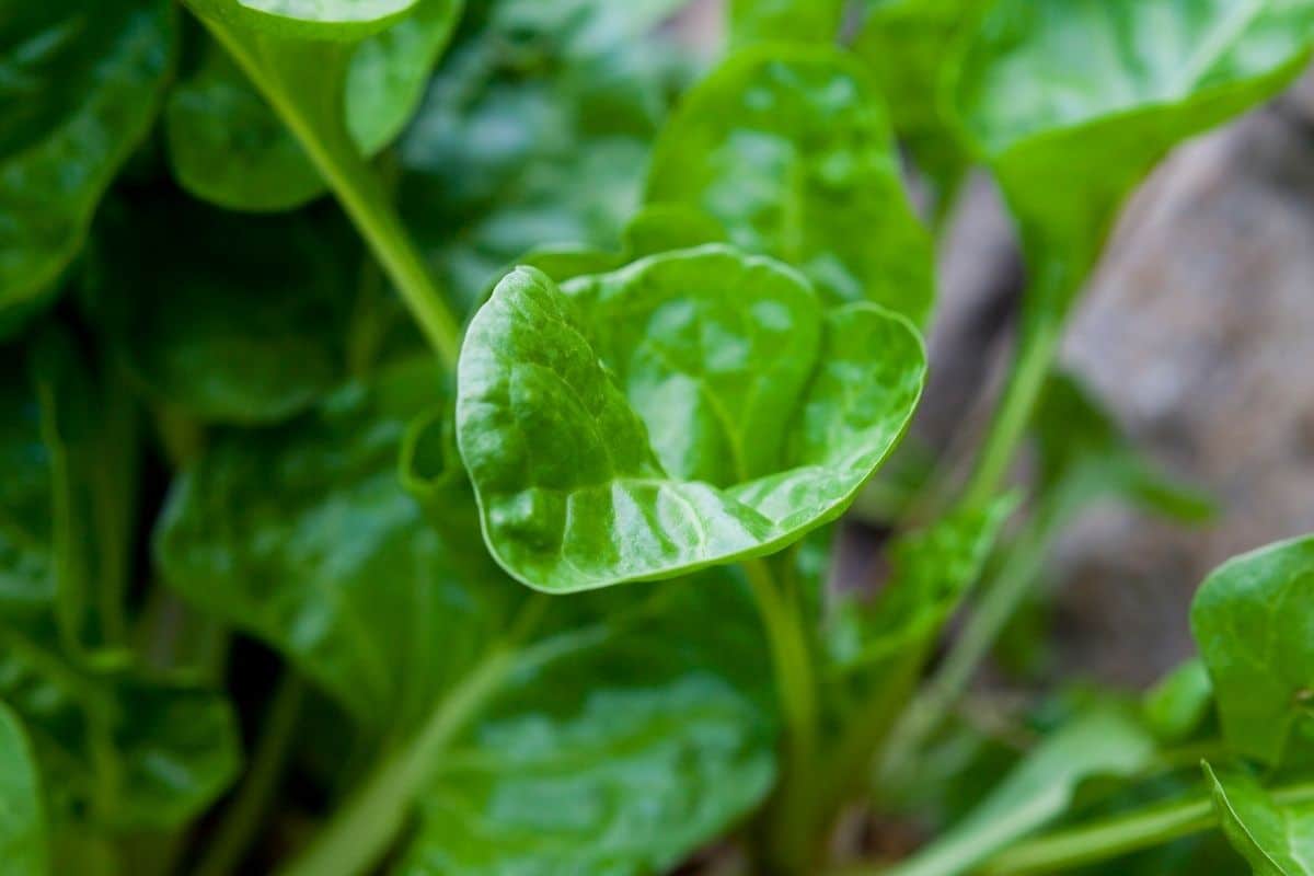 frischer grüner ewiger Spinat wächst im Garten