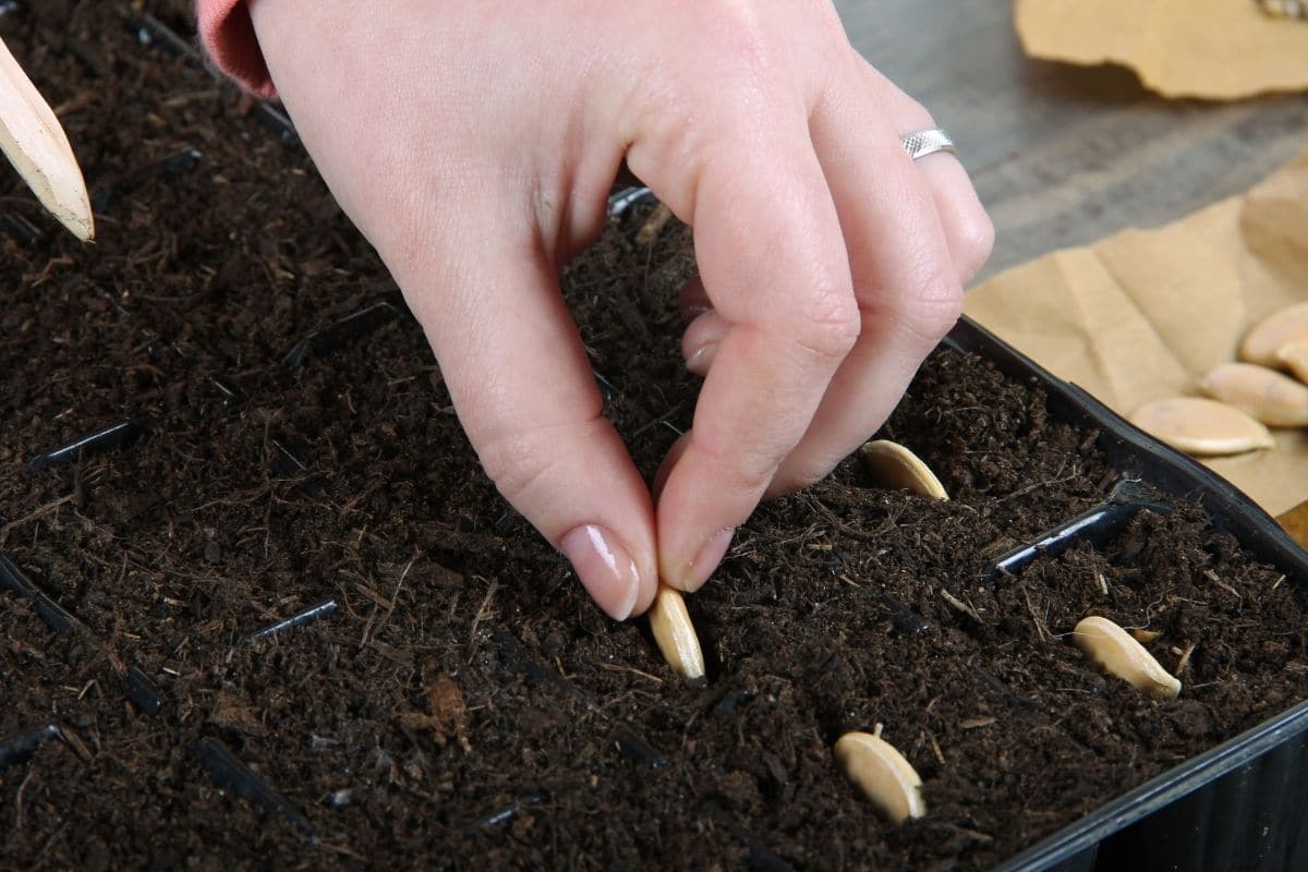 planting seeds indoors in a container
