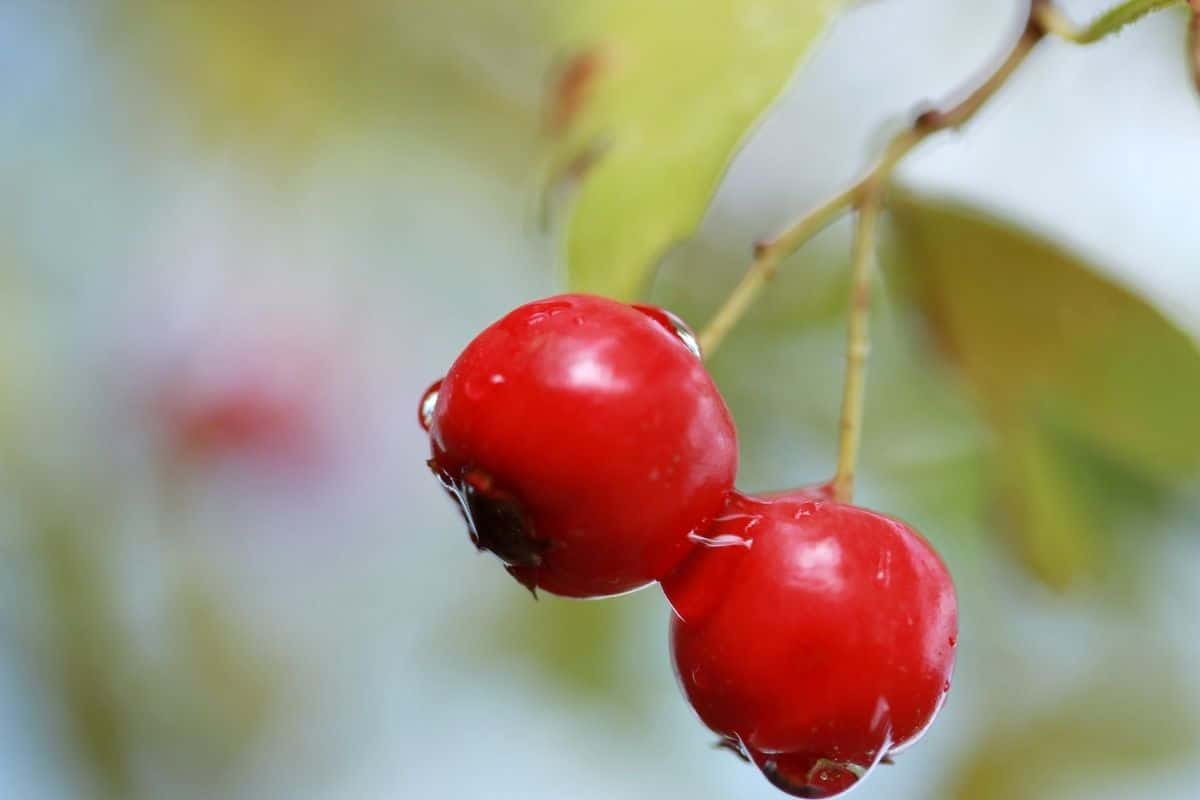 wet cranberries after rainfall hanging from ta tree in the garden
