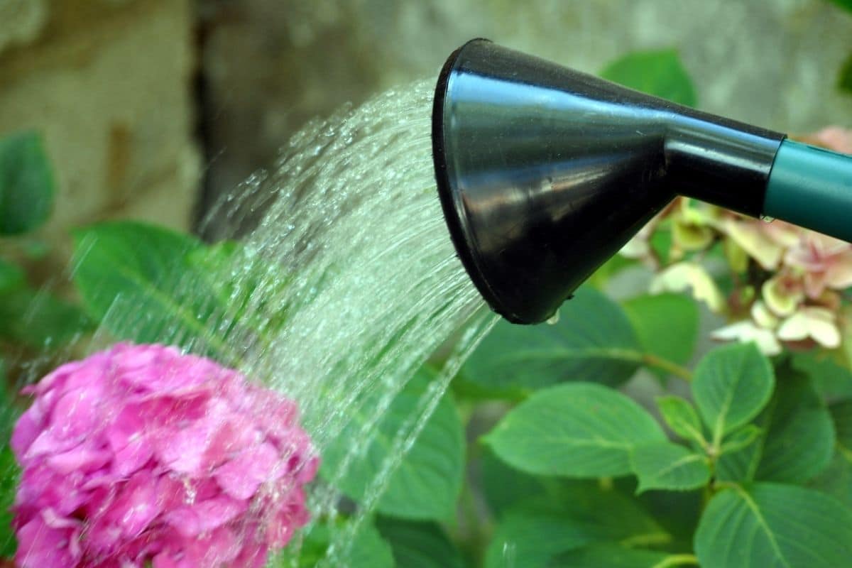 watering hydrangea using a garden hose