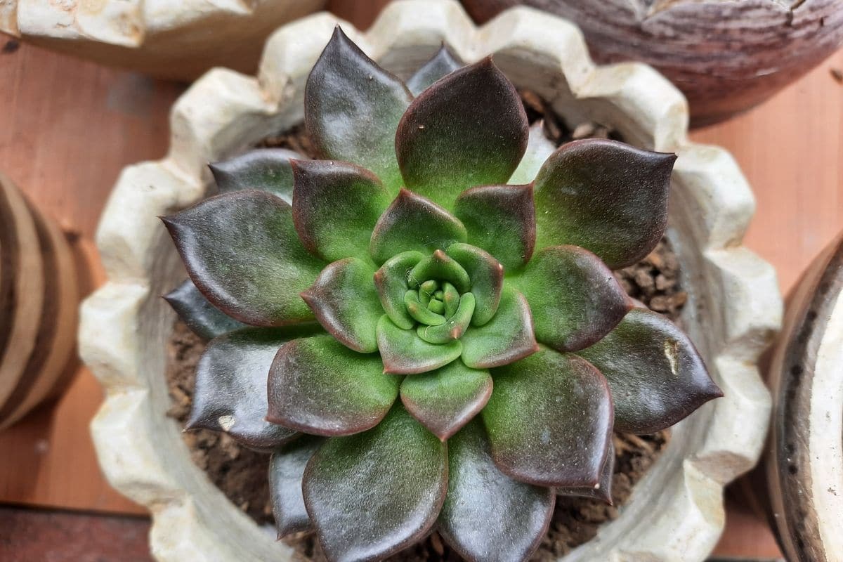 Black prince with telltale rosette leaf patterns in a pot placed in a table