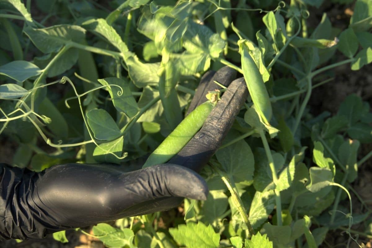 holding peas with hands wearing black gloves in the garden