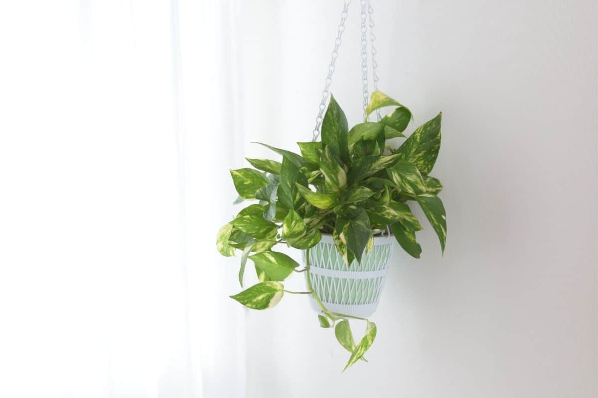 hanging pothos plant beside the curtain indoors