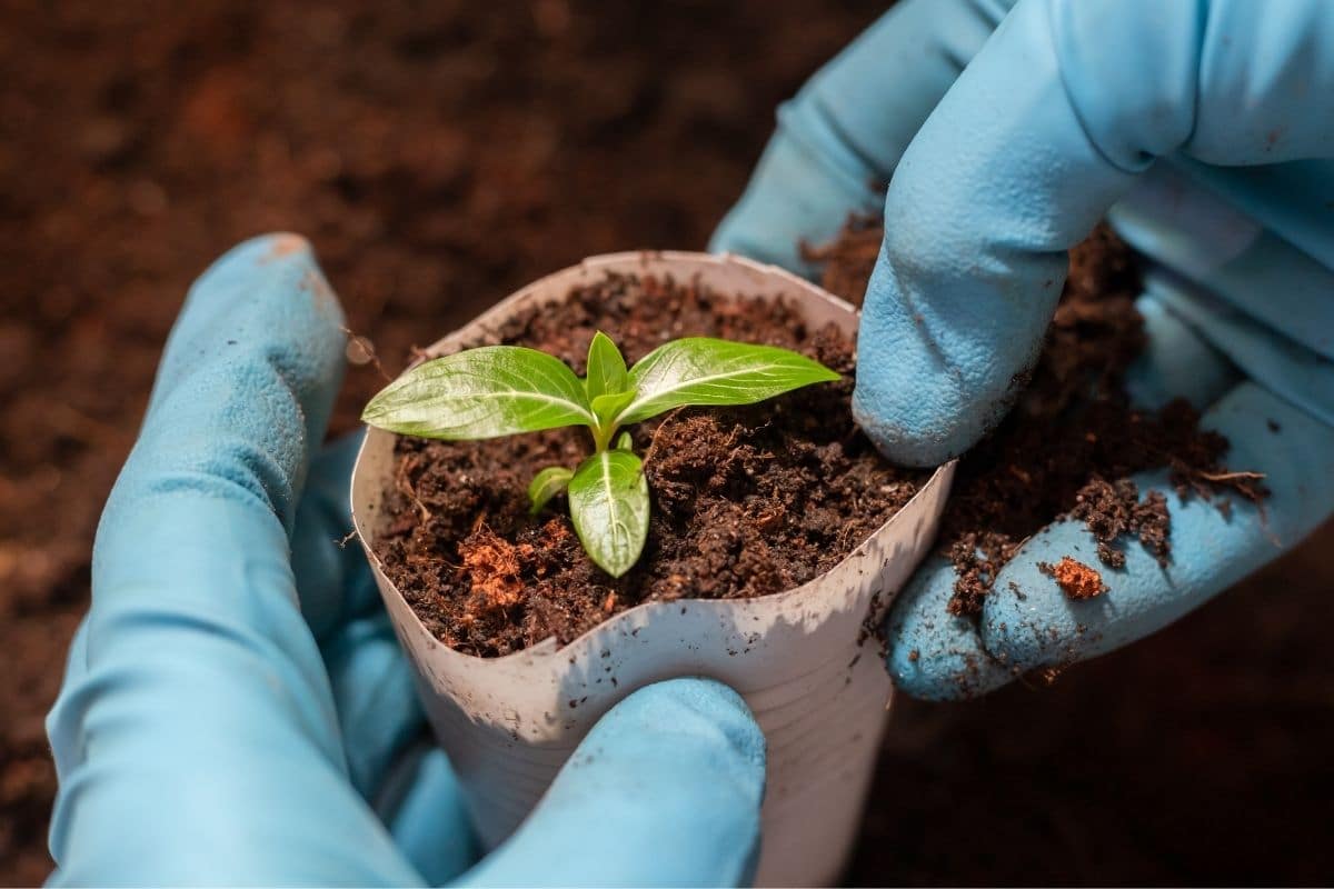 transplanting seedlings to garden from a disposable cup