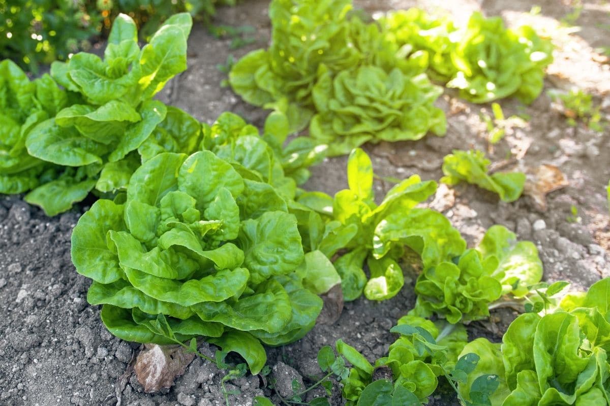 fresh growing salad greens in the garden bed