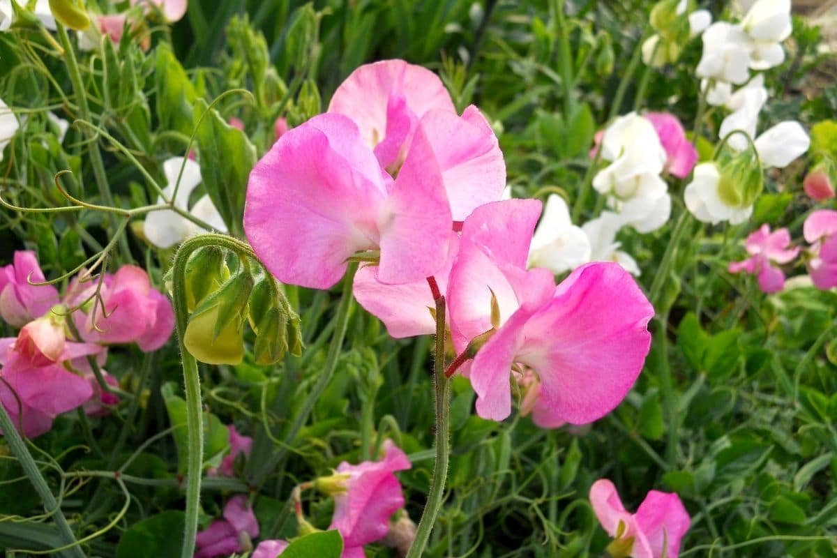 Pink and white sweet pea flower in the garden