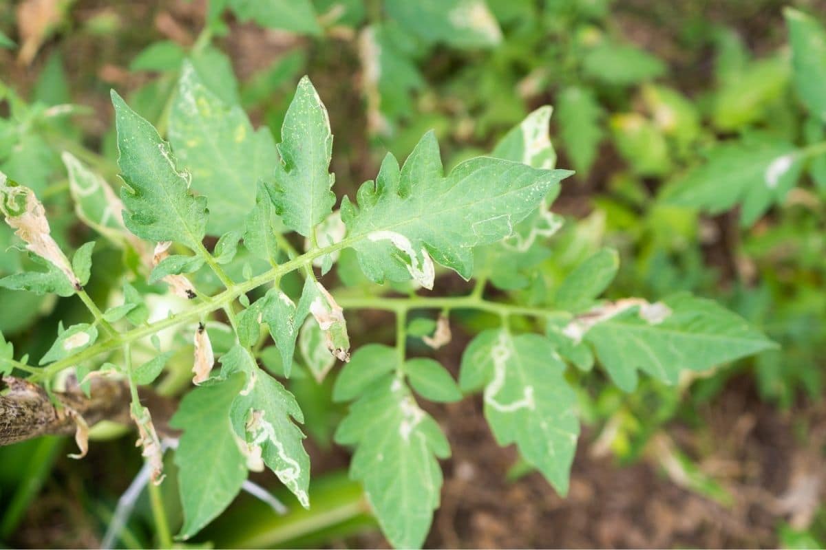 diseased leaves of a tomato plant