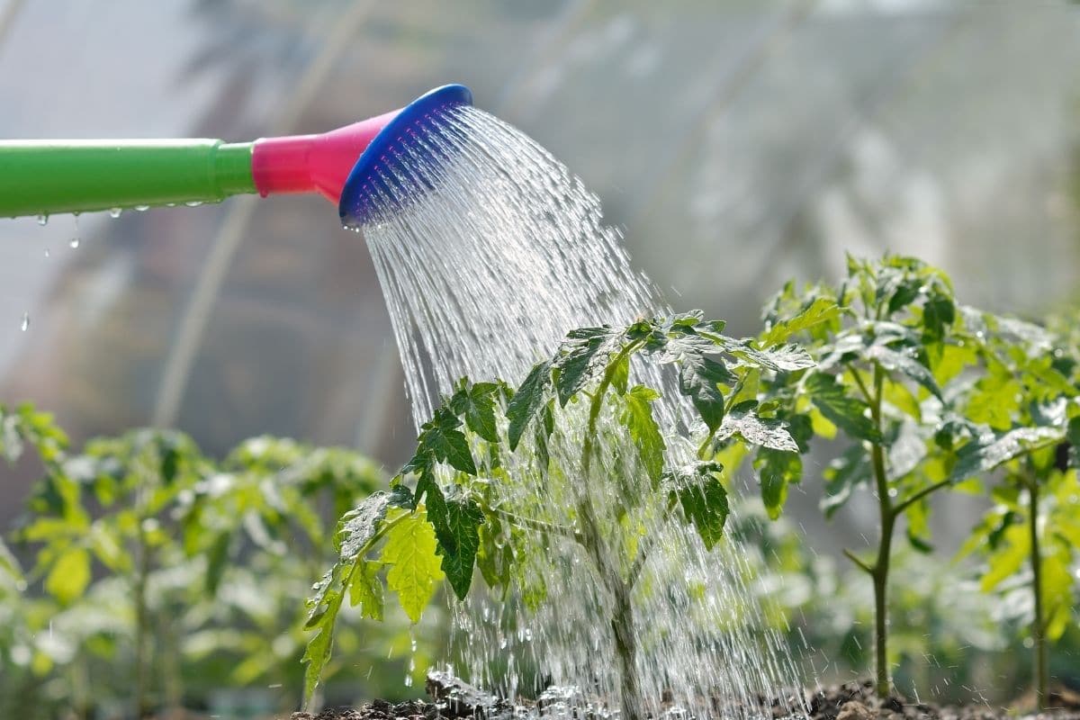 watering a growing plant in the garden using a water pot