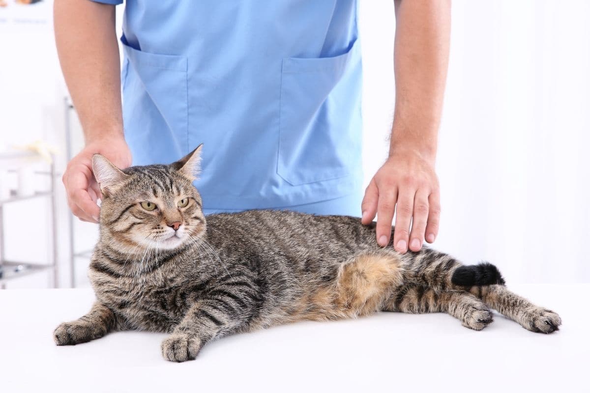 a cat being examined by the vet in the clinic