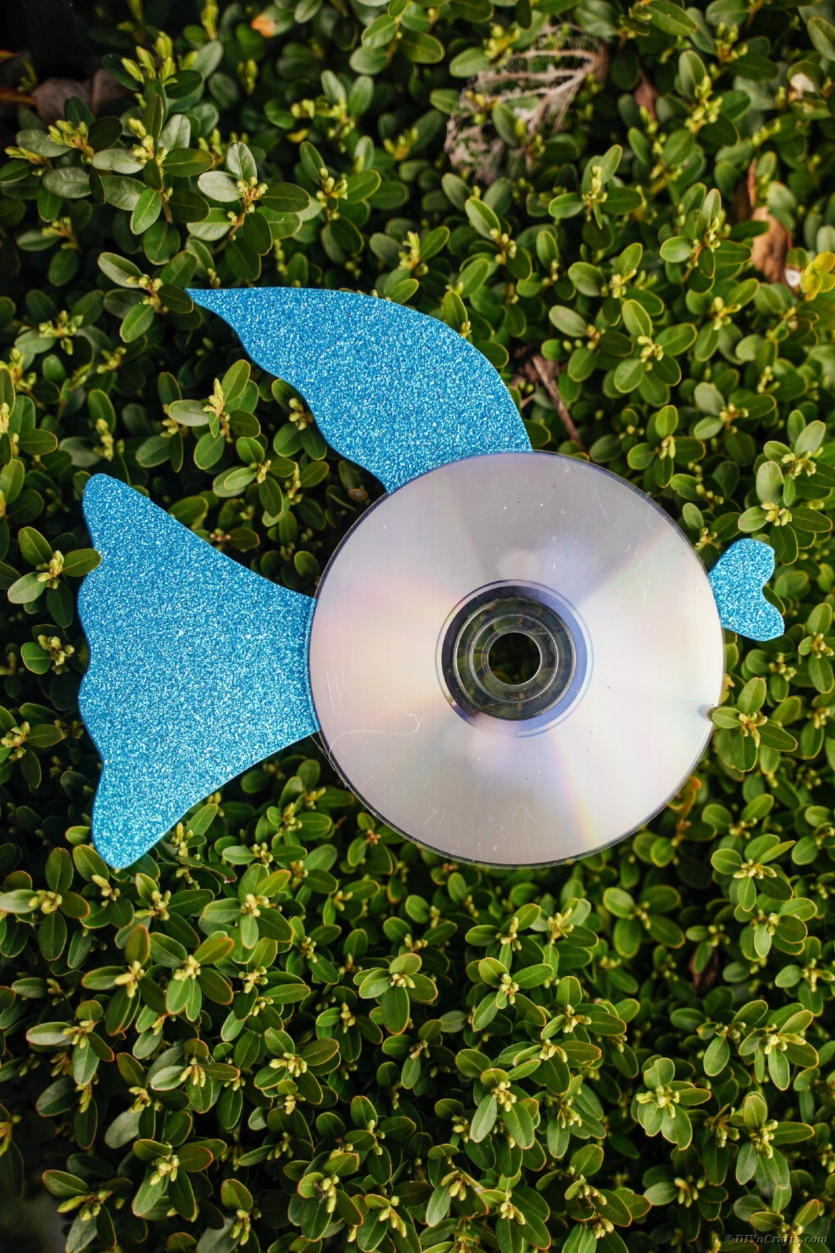 Blue CD fish on grass