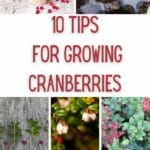 Tips for Growing Cranberries