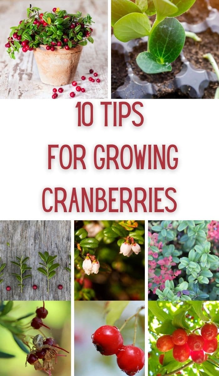 Tips for Growing Cranberries