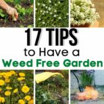 17 Tips to Have a Weed Free Garden