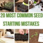 Most Common Seed Starting Mistakes