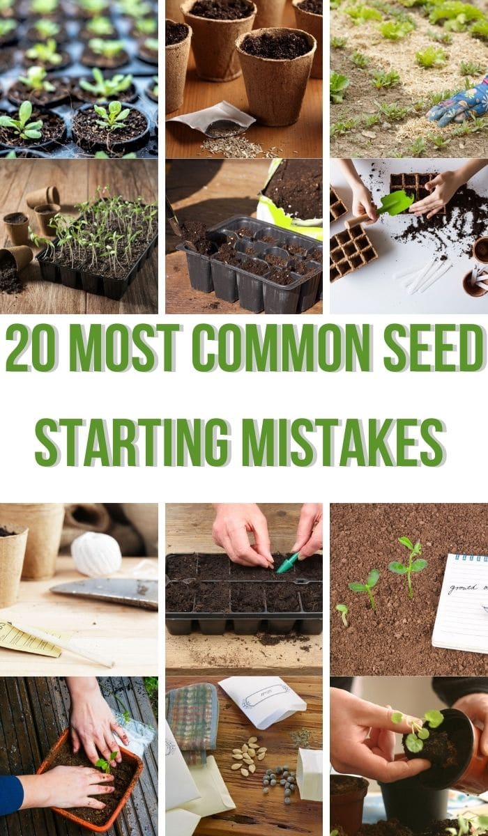 20 Most Common Seed Starting Mistakes and How to Avoid Them