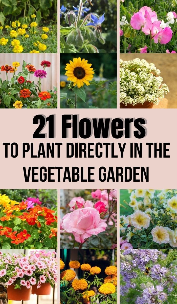 Flowers to Plant Directly in the Vegetable Garden