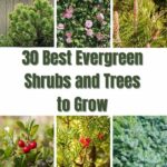 collage photo of evergreen shrubs and trees