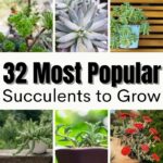 32 Most Popular Succulents to Grow