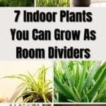 Zimmerpflanzen, die Sie als Raumteiler anbauen können