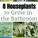 8 Houseplants to Grow in the Bathroom