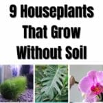 9 Zimmerpflanzen, die ohne Boden wachsen