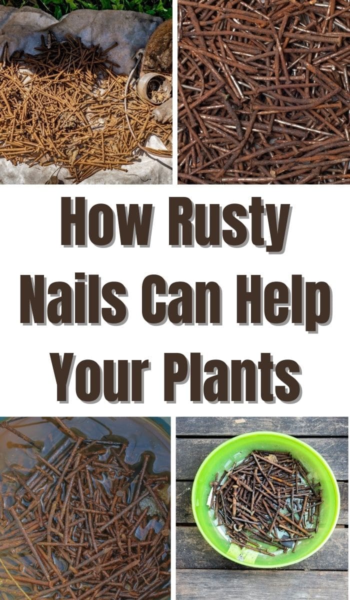 rusty nails for plants